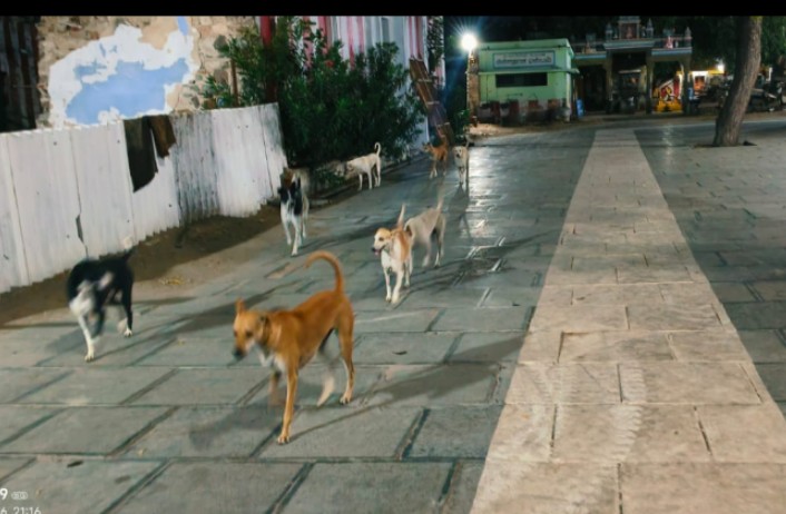 கோவில் வளாகத்தில் தெருநாய்கள் தொல்லை: ரேபிஸ் நோய் பரவும் அபாயம்! மாவட்ட நிர்வாகம் நடவடிக்கை எடுக்க இந்து முன்னணி கோரிக்கை